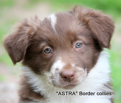 Red and white FEMALE border collie puppy